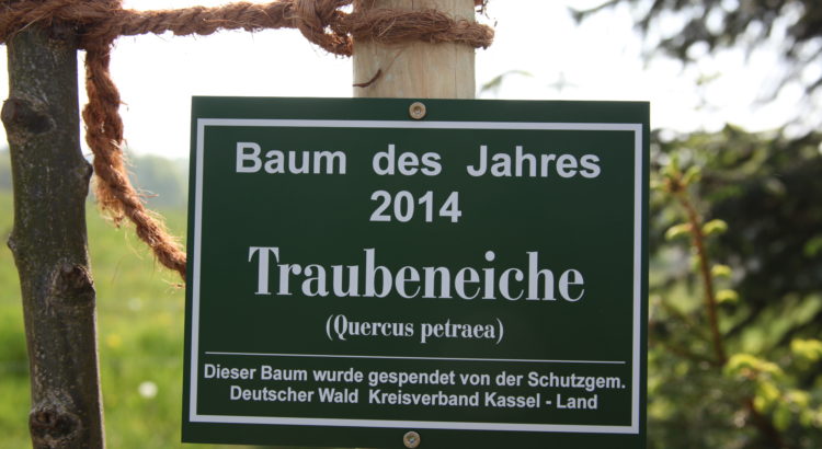 Schild Traubeneiche - Baum des Jahres 2014